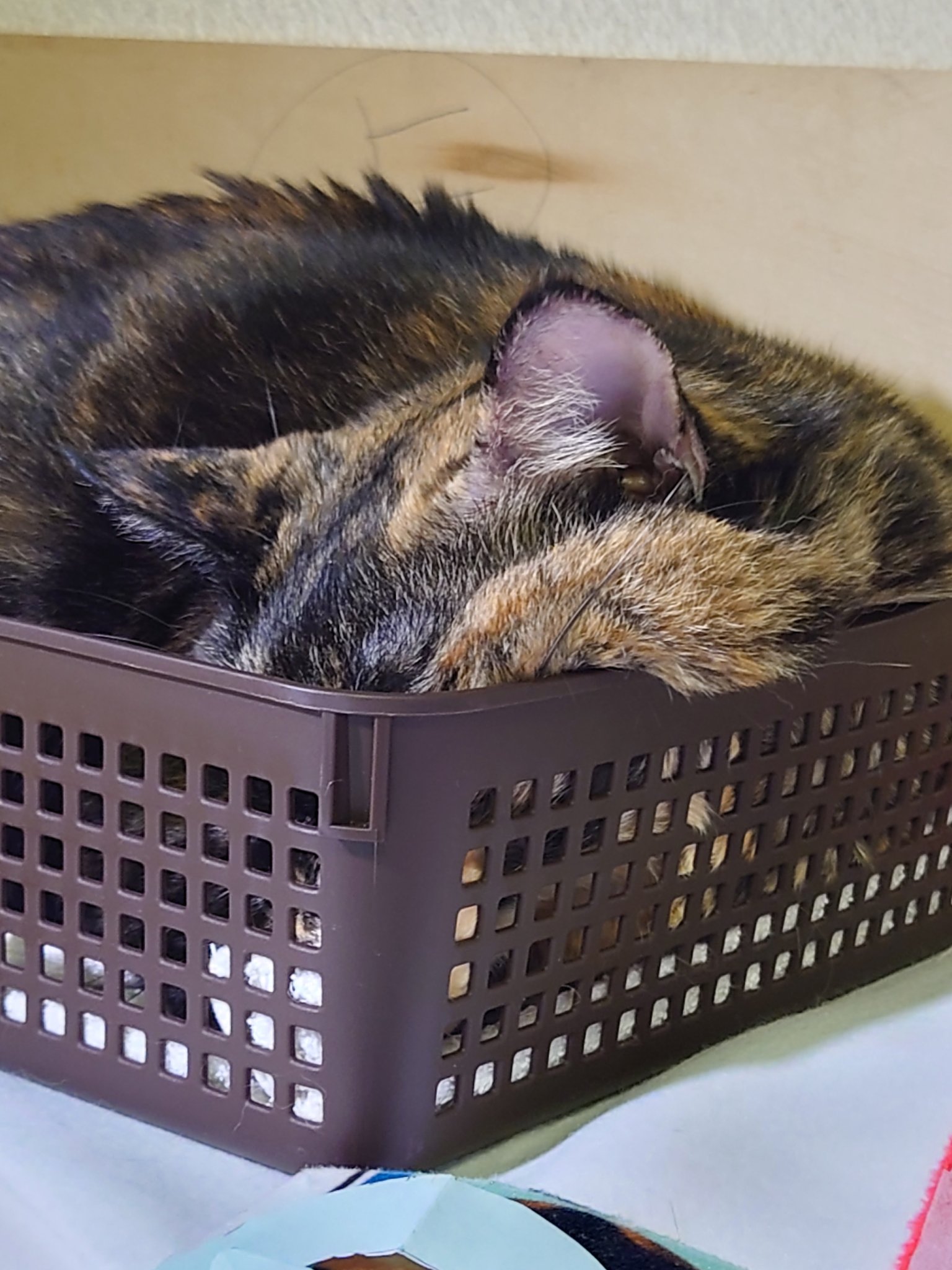 真は錆猫が好き サビ猫大好き！ | Facebook
