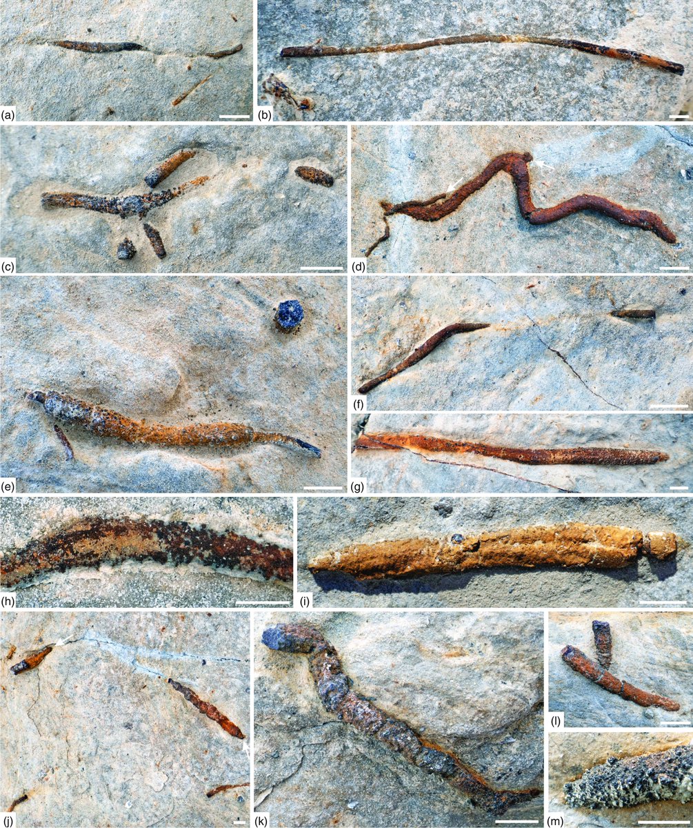 Okay, another paper around  remarkably preserved worms, this time from the Pliensbachian at the Peniche Global Stratotype Section

But are them such? If they are, we may have a Pandora´s box in Nemertean, Nematodan and Polychaete fossils

cambridge.org/core/journals/…