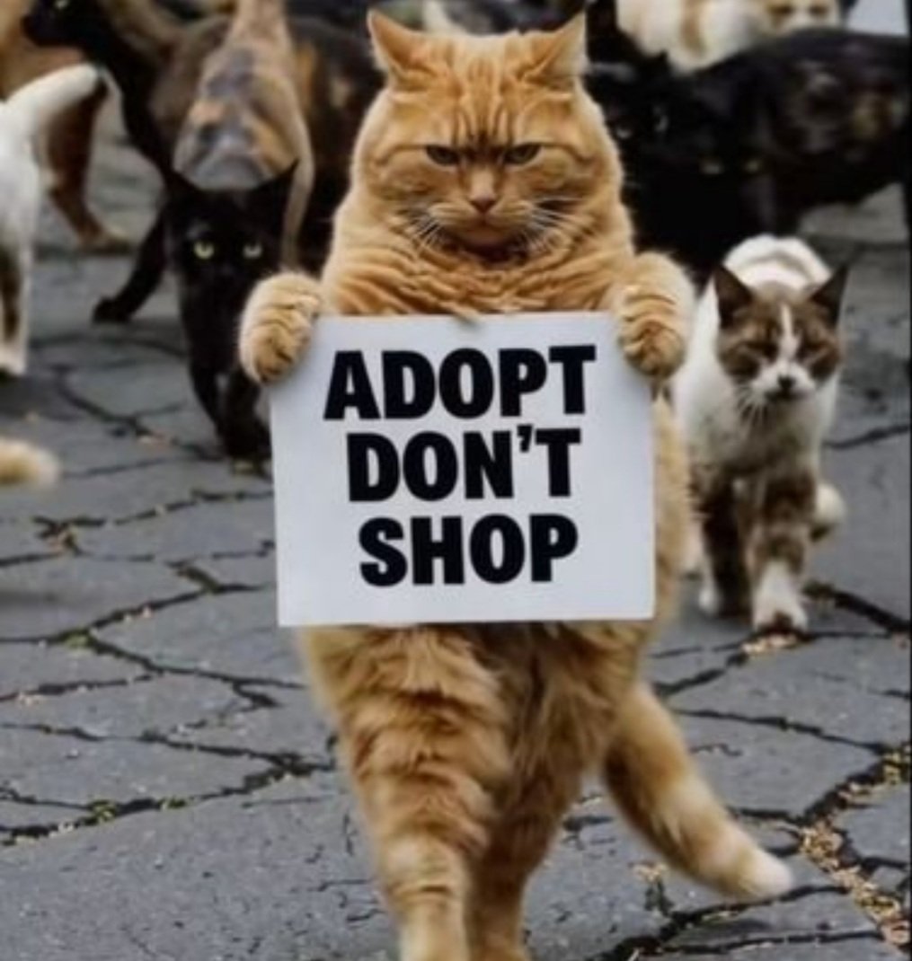 🐈🧺 tweet media