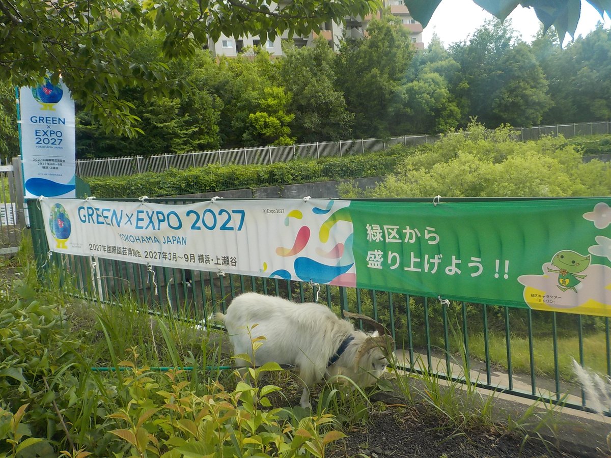 横浜市緑区役所 (@midori_yokohama) on Twitter photo ━・*🐐 「げん」と「かい」の足跡7⃣ 🐐*・━
GREEN×EXPO 2027 <a href="/expo2027_japan/">【公式】2027年国際園芸博覧会(GREEN×EXPO 2027)</a> (グリーン エクスポ ニーゼロニーナナ)もしっかりアピール
🔽続きを読む
#ヤギ の草刈り 試行報告を毎日更新中!🍃
city.yokohama.lg.jp/midori/kurashi…
#緑土木事務所 #玄海田公園 ━・*🐐 「げん」と「かい」の足跡7⃣ 🐐*・━
GREEN×EXPO 2027 <a href="/expo2027_japan/">【公式】2027年国際園芸博覧会(GREEN×EXPO 2027)</a> (グリーン エクスポ ニーゼロニーナナ)もしっかりアピール
🔽続きを読む
#ヤギ の草刈り 試行報告を毎日更新中!🍃
city.yokohama.lg.jp/midori/kurashi…
#緑土木事務所 #玄海田公園