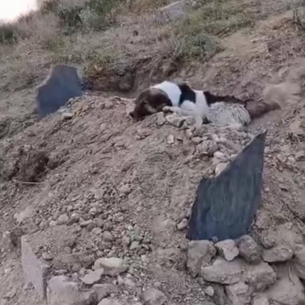 Hakkari’de bir köpek, 10 gün önce hayatını kaybeden sahibinin mezarı başından ayrılmıyor.