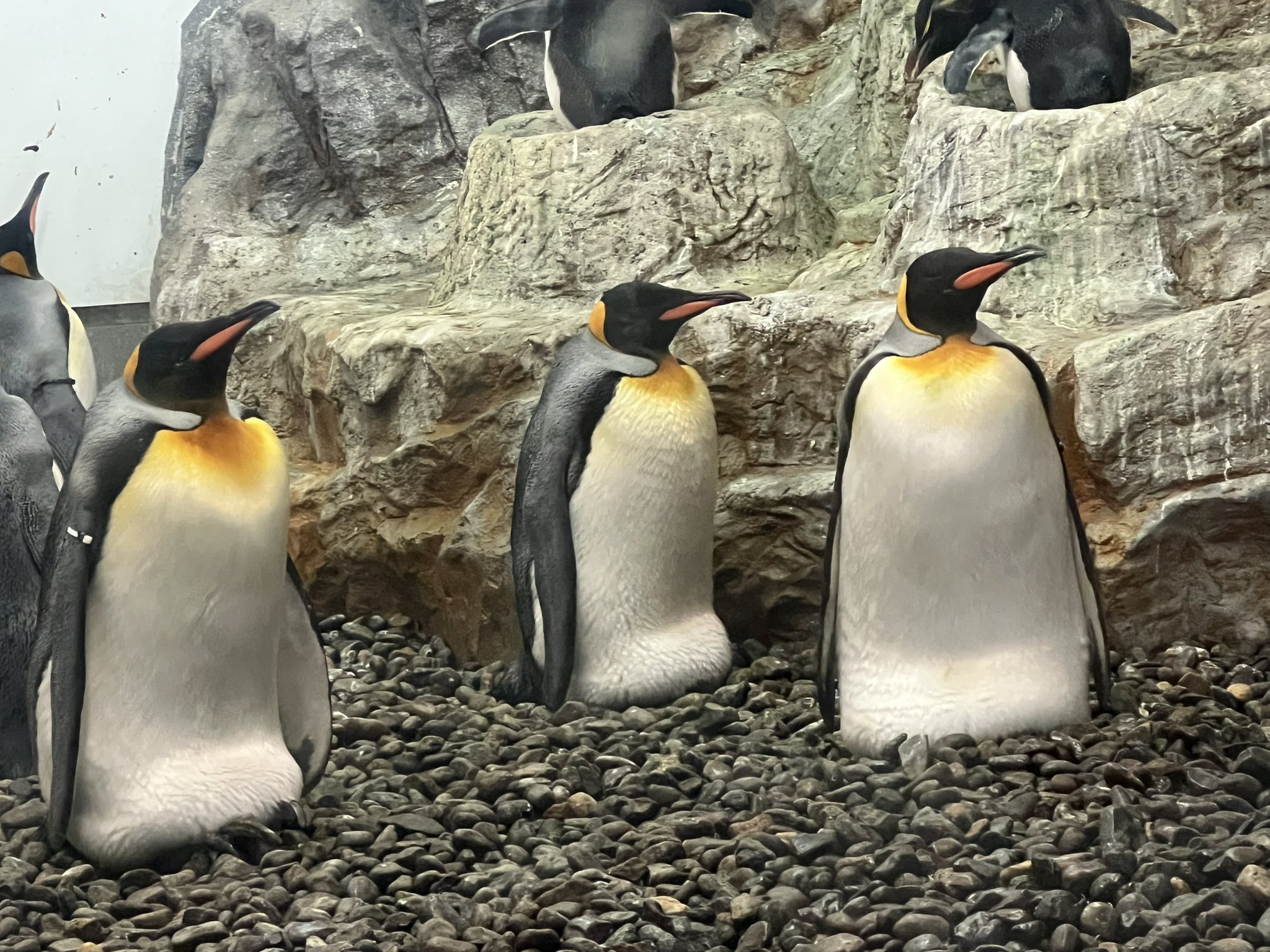 瑪瑙ペンギン ペンペン OFFSPRING x ADIDAS ZX 8000