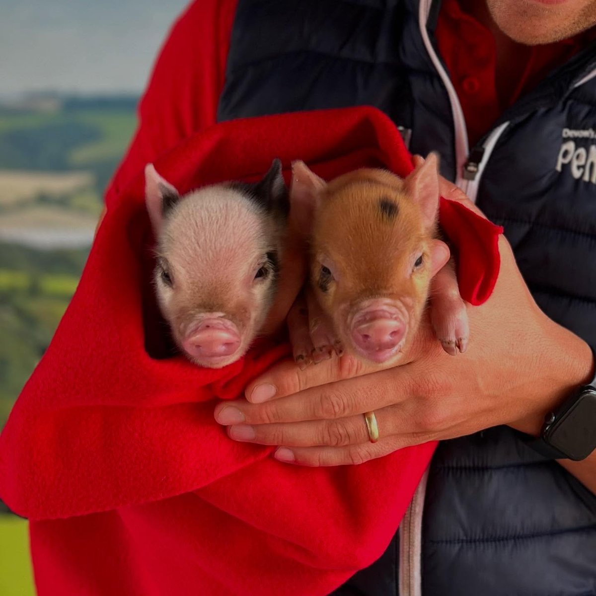 PennywellFarm's tweet photo. Piggy cuddles are in full swing today at Pennywell! ๐ท๐
Come get cosy with our tiniest, snuggliest stars โจ
#PiggyCuddles #PennywellFarm #DevonDaysOut ๐โค๏ธ https://t.co/QTuIEW6SZc
