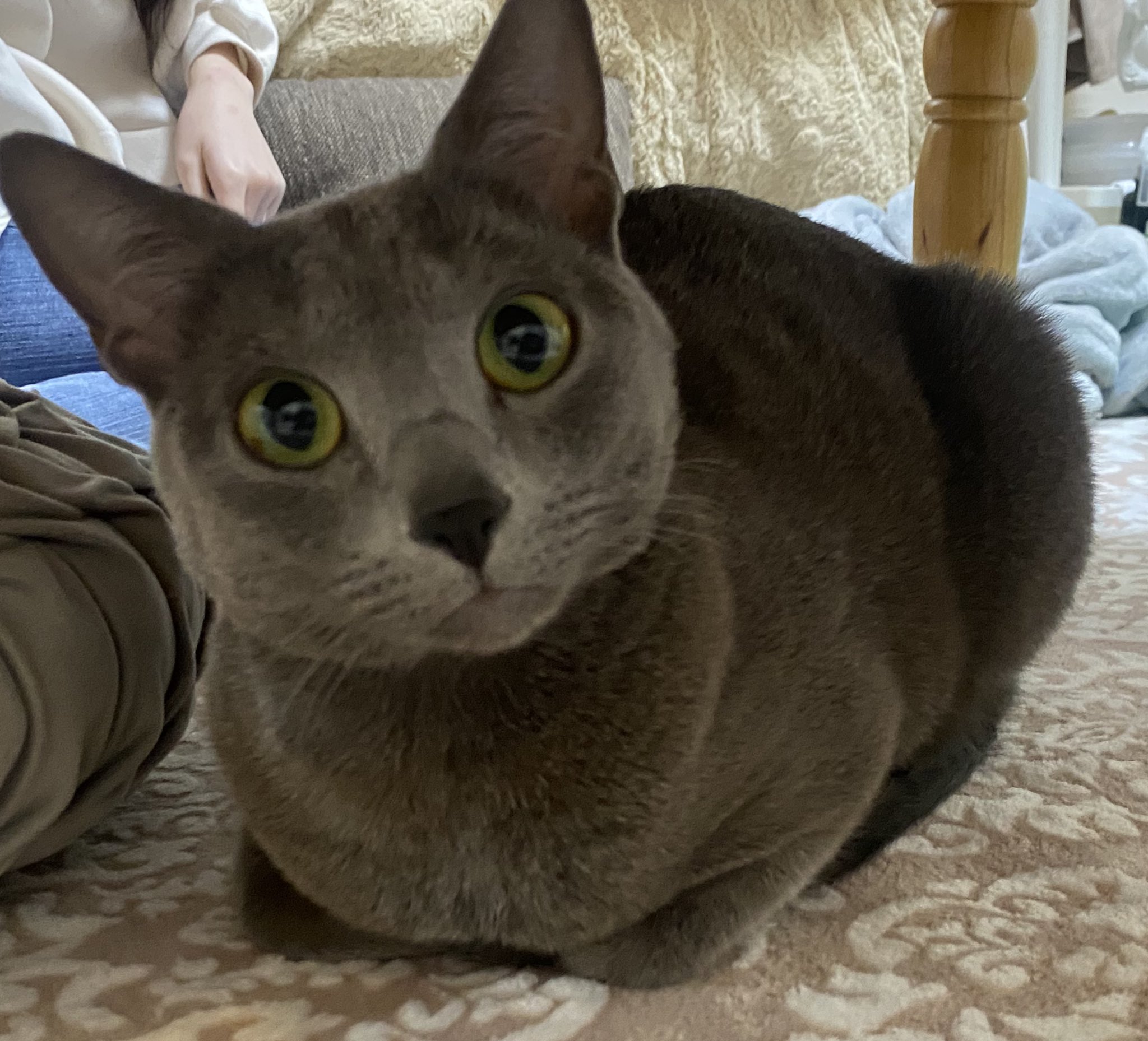 猫 ネコ好きおじさん on X: 