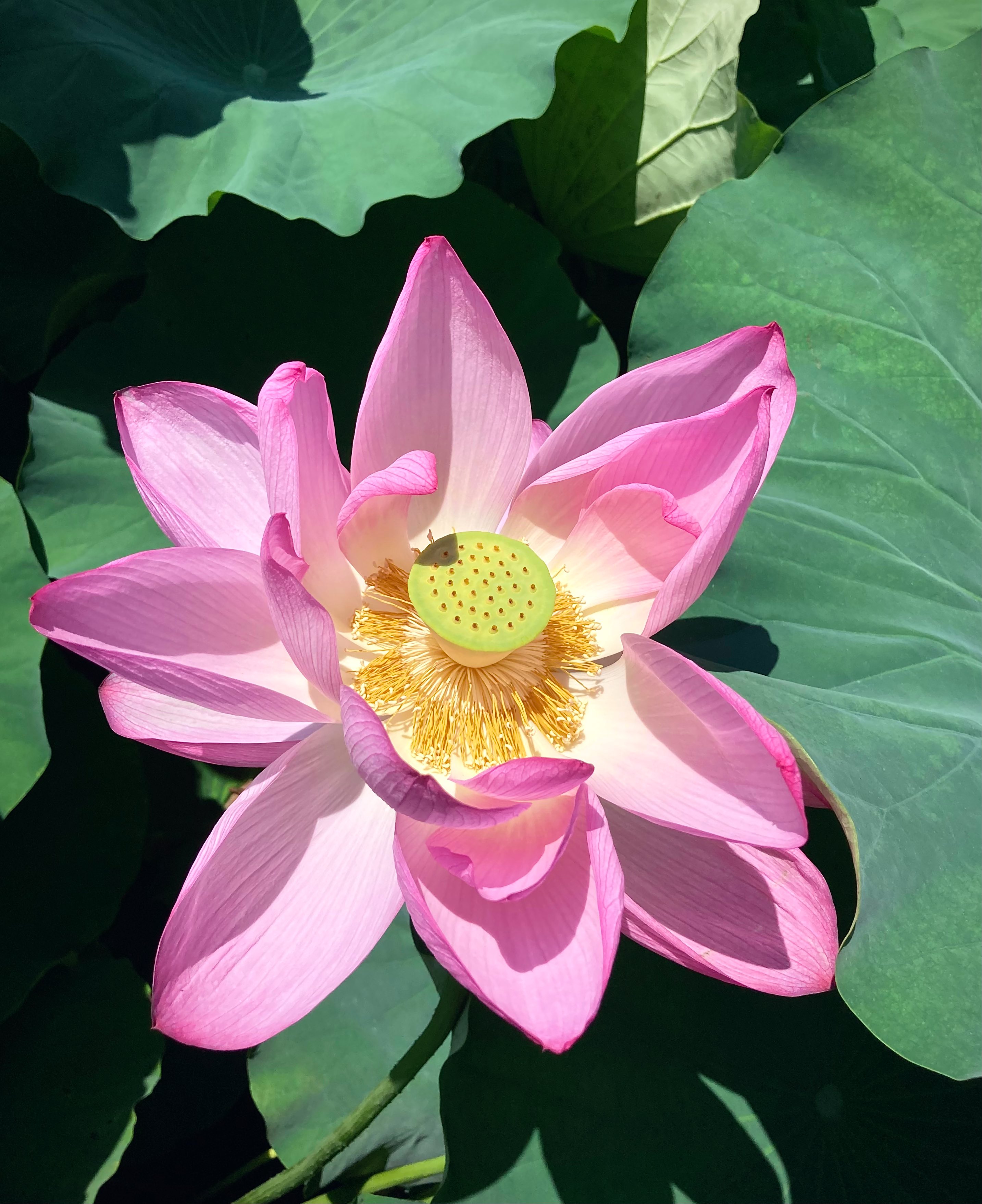 花花♡ページ　他の方購入不可 ∞地球人∞ on X: 