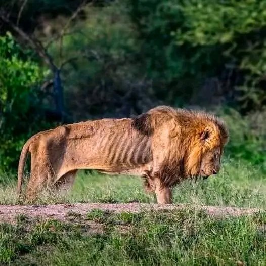 <a href="/AMAZlNGNATURE/">Nature is Amazing ☘️</a> So sad to see the king in his final days.

“I sat with him only feet away, locking eyes and starting at one another as I watched for an hour as the life leave his body. I wanted him to know he would not die alone."

The lion captured in Larry Pannell's photograph was a