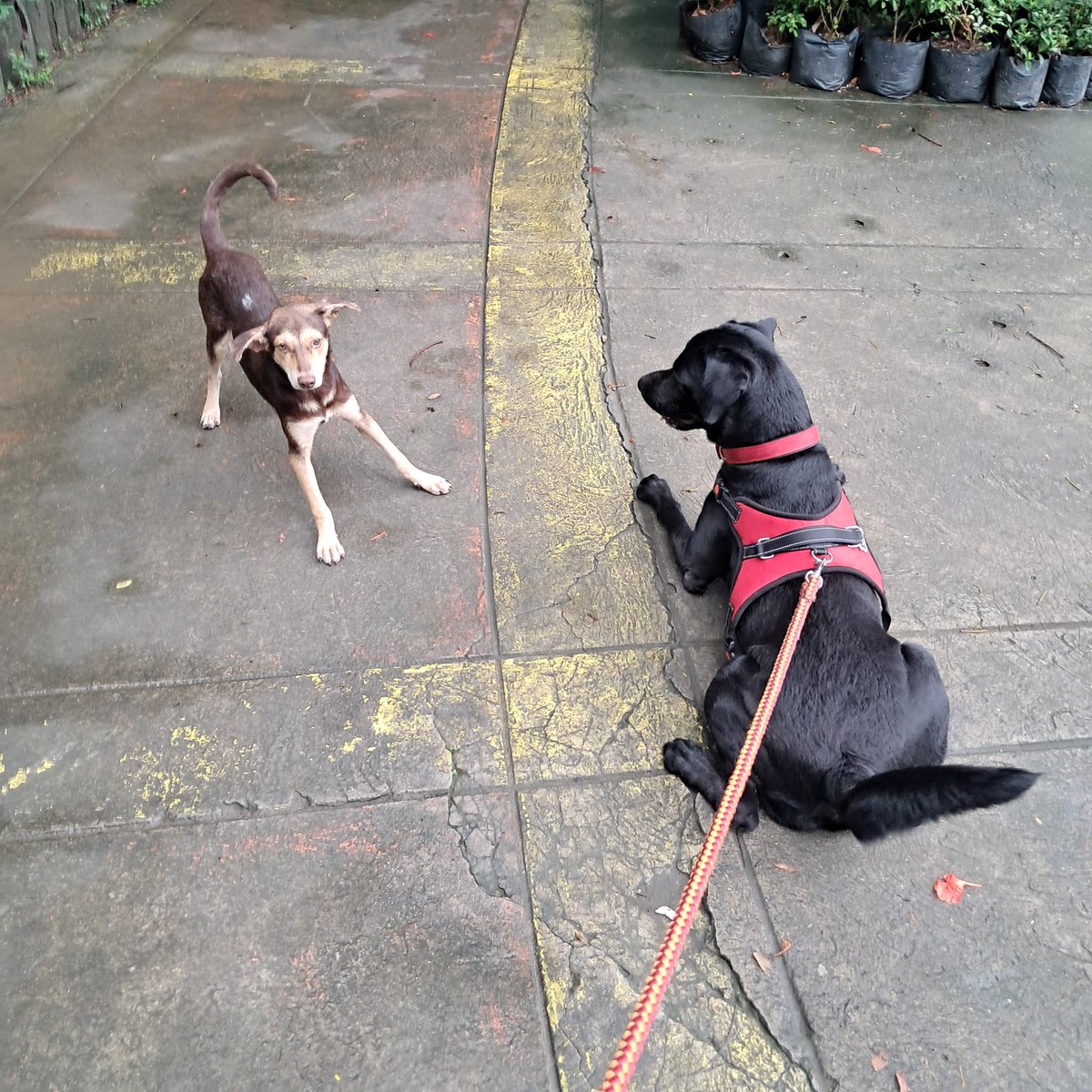 More pics - disqualified from Won't Look Wednesday because he was looking. I guess he didn't know the rule.

He seemed like a stray so Dad thought it best to limit our contact to just 1-2 minutes (though I am fully vaccinated).