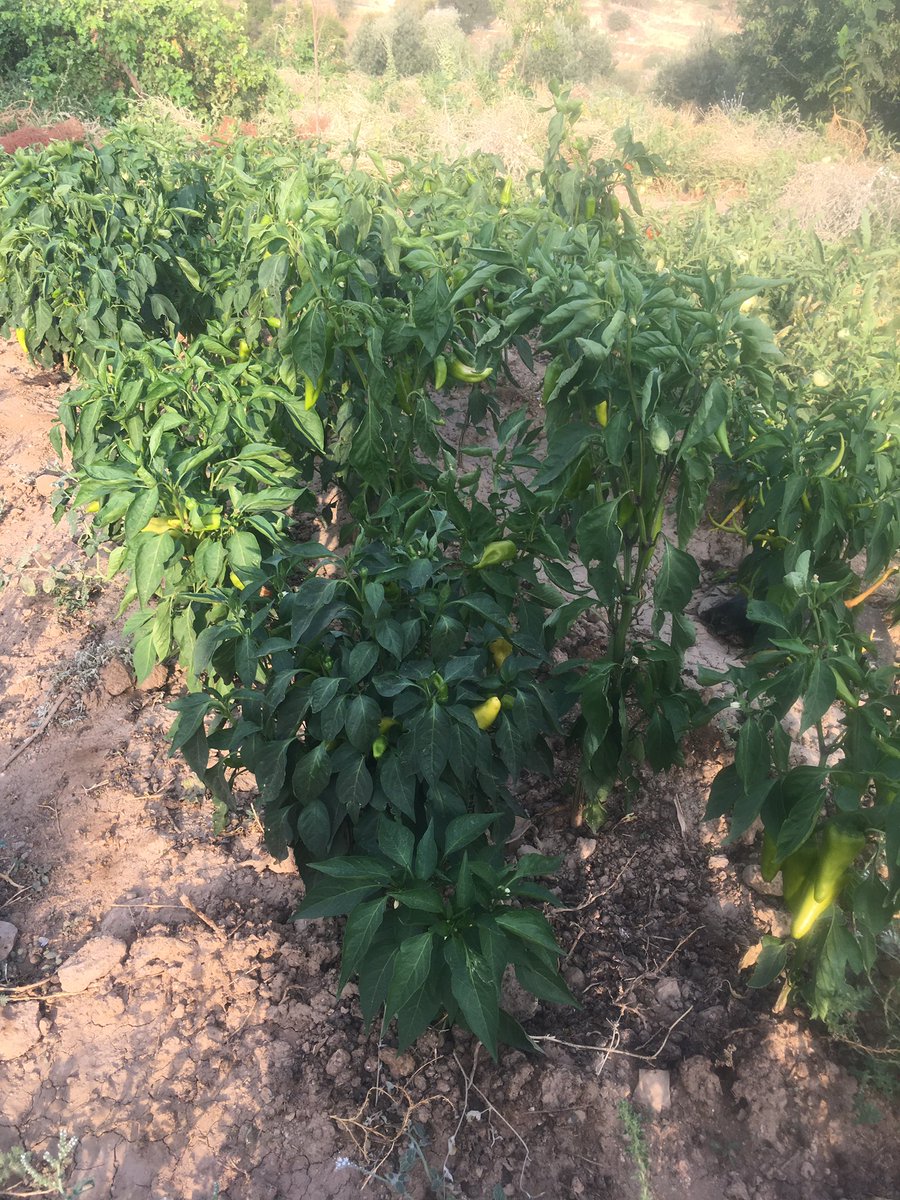 Ceylansb🏆 tweet media