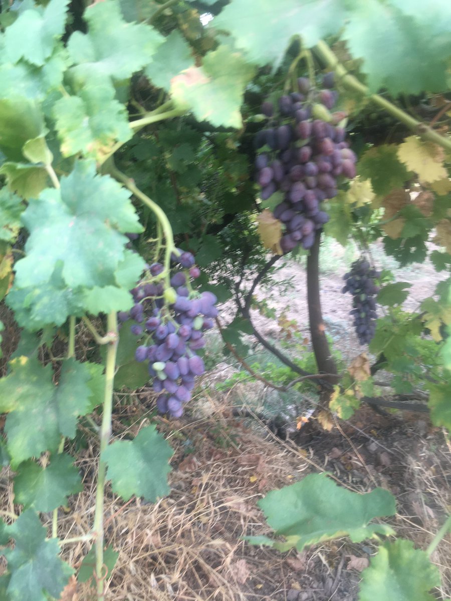 Ceylansb🏆 tweet media