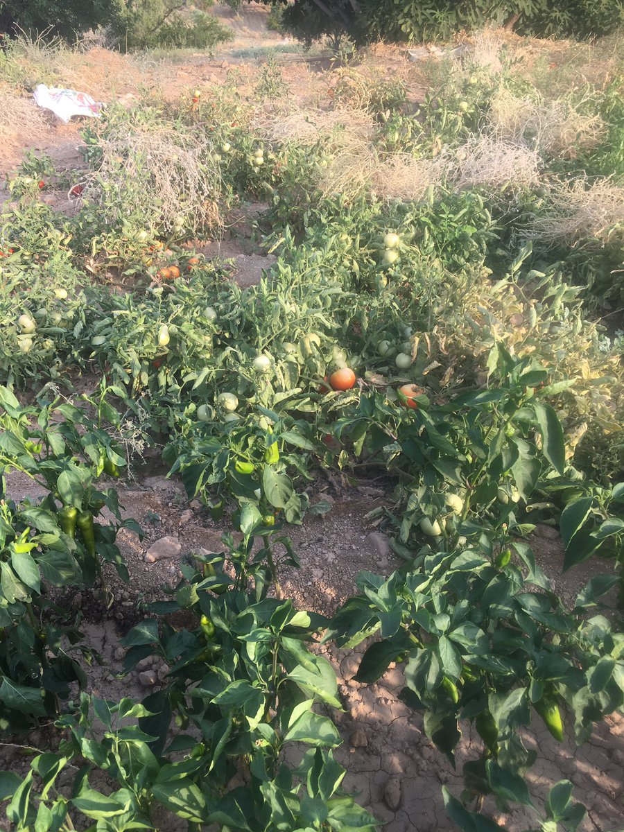 Ceylansb🏆 tweet media