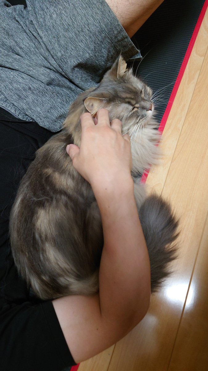 お父さん大好き猫わざわざくっついてるのかわいくない？敗北だわ。