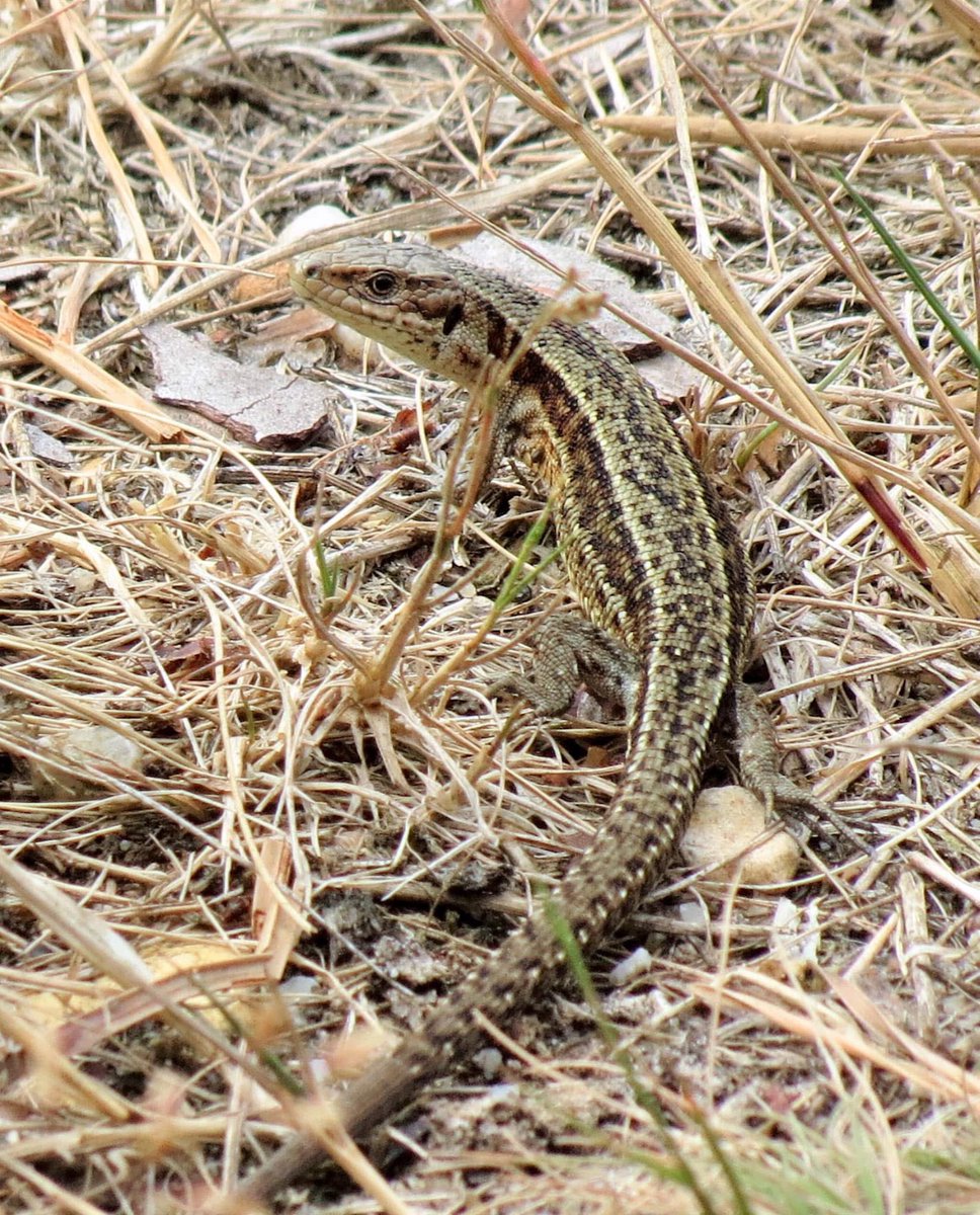 Good morning everyone 👋 … Lovely little Common Lizard … Enjoy your days, whatever you’re doing 😊