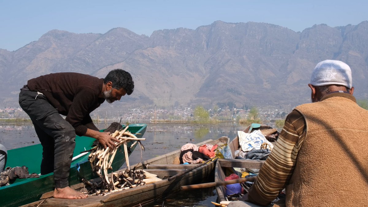 Why lotus stems are disappearing from Kashmir’s Dal Lake: Contaminated waters are putting the culturally significant ingredient at risk, and the livelihoods of those that harvest it.

By Harshita Kale

🗞️LINK: gfm.akshayakalpa.org/read/feature-a…