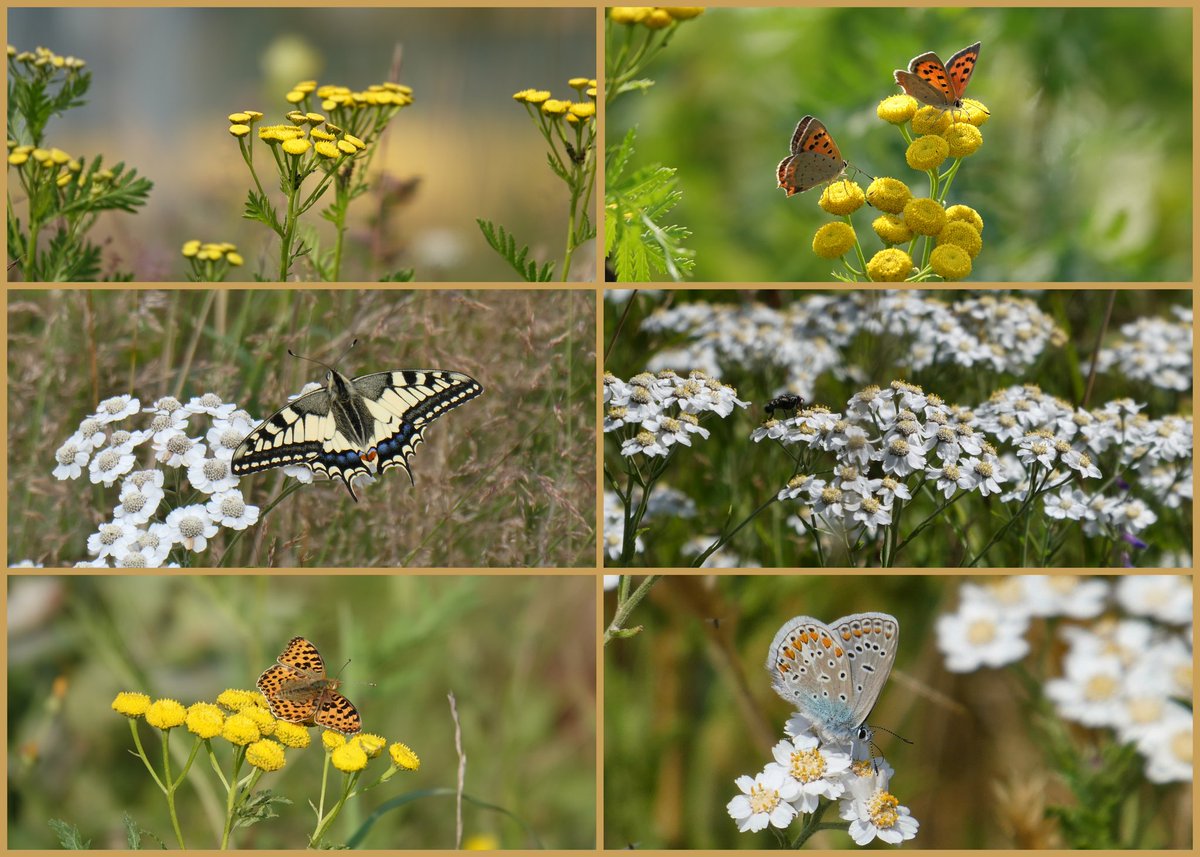 carovdster's tweet photo. De laatste dag van de #julibloeiers
Ik kies voor #boerenwormkruid en #wildeBertram
met groeten uit Drenthe https://t.co/vdqaPyKImE