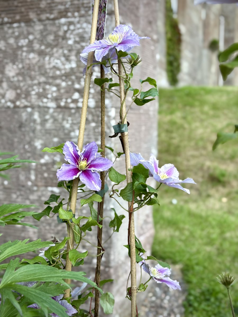 May I climb your midnight bed
And curl up to you?
Smell the rhythm of your breath
And inhale deep?
Measure depth of your wants
And submit?
May I come to you every night
In your dreams?
🖤

#ωнιѕρєяѕ
📸#Mine
Graceful Garden