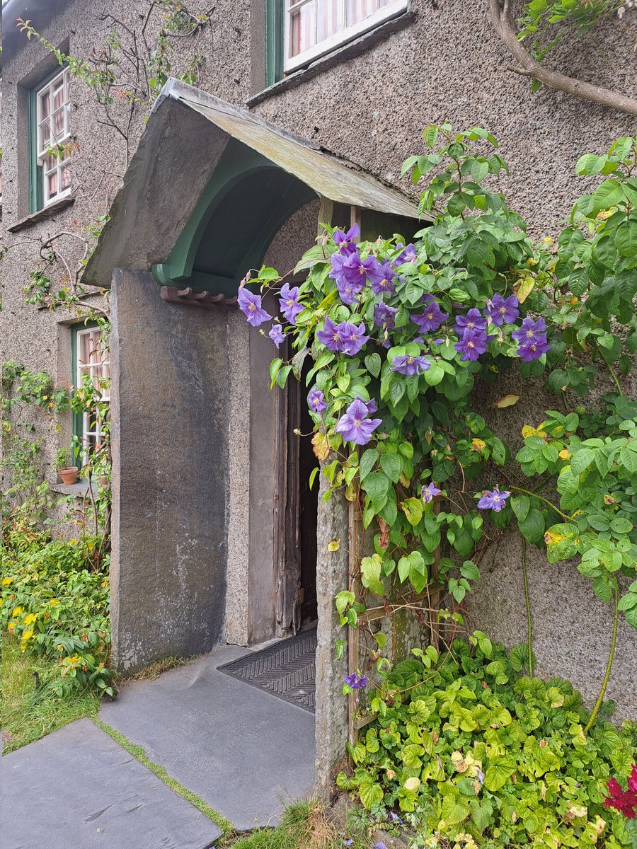 Dianagreenqueen's tweet image. A wet start, so casting my mind back to last July when I visited Hill Top - the home of Beatrix Potter. 
Have a great day 💜
#ClematisThursday #ThrowbackTh