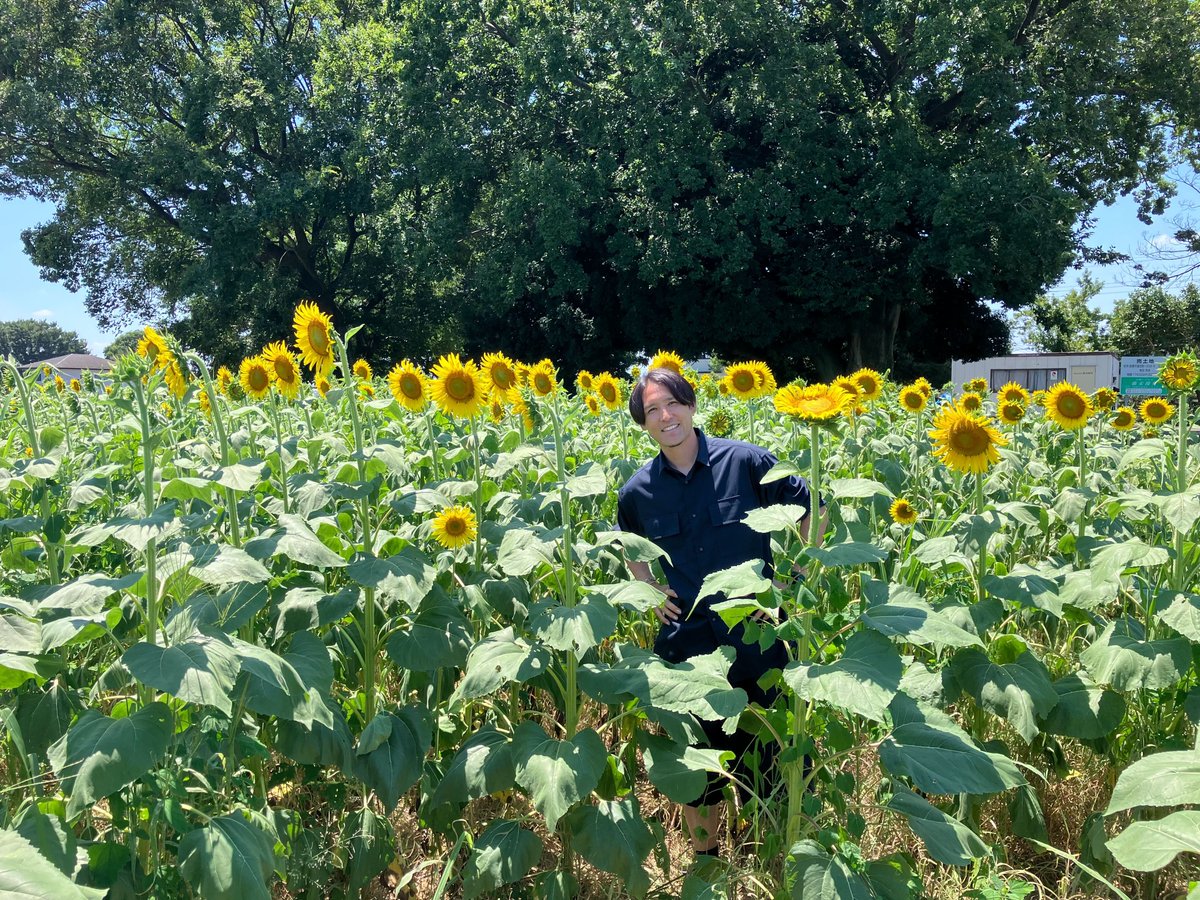 ついに、誓プランニングザスパファームのひまわりが咲き始めました🌻

ひまわり畑の中に入り、写真撮影いただくことも可能です📷　周回路、注意事項をご覧いただき、安全にひまわり畑をお楽しみください‼

⚽試合球プレゼント企画⚽
1⃣本ポストをリポスト