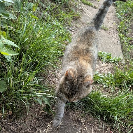 (Janet)
I know I don't write very often but my life is very quiet  and I don't have much to tell you.

Sometimes I see humans going to the Memorial Garden but they never see me.

Many don't know I'm here. 

Betty &amp; Colin give me lots of fuss and I love it.
 I'm a very happy girl.