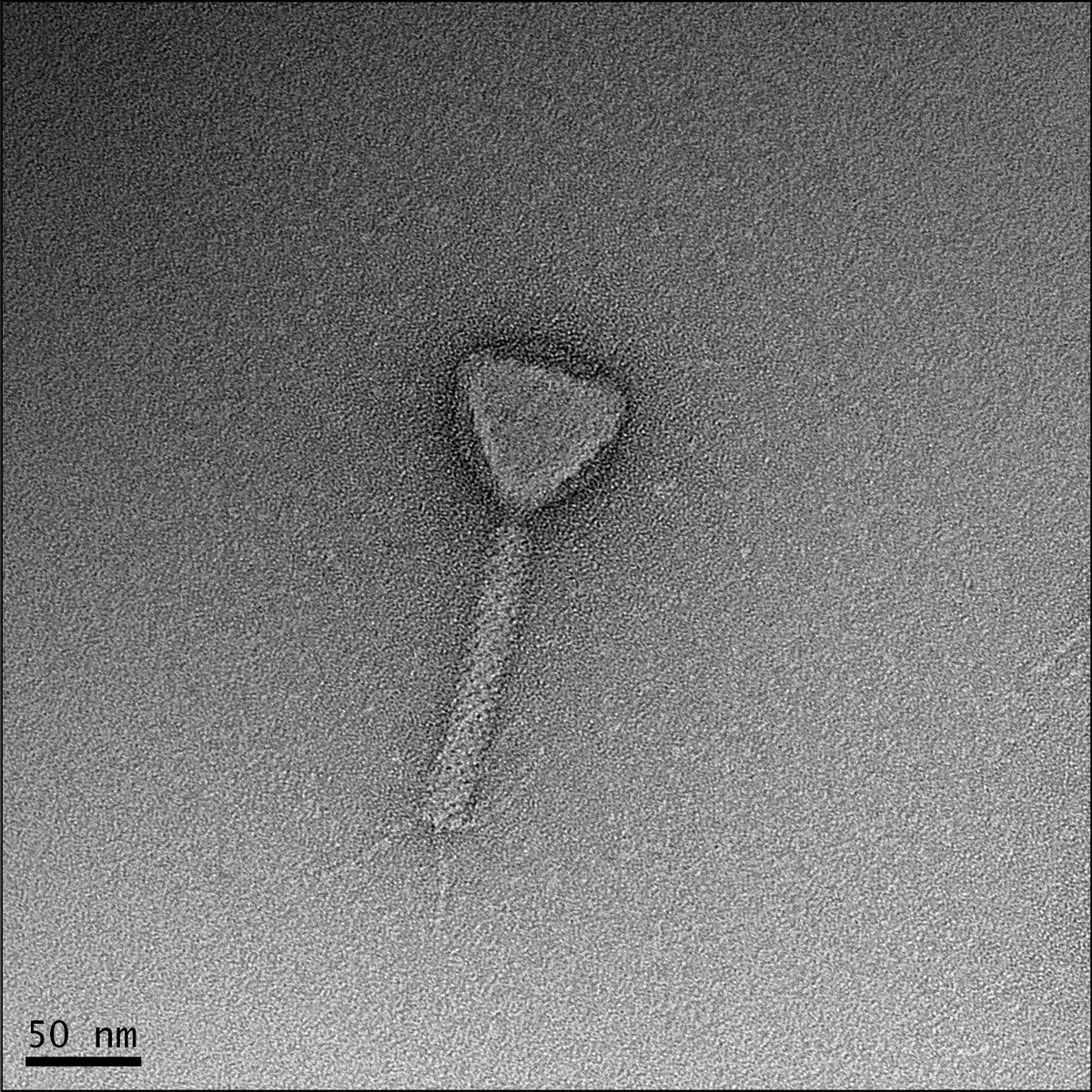ISVM (@virusofmicrobes) on Twitter photo 🦠 Phage Feature of the Week
Meet Bobbi, a phage infecting P. aeruginosa GTA-PSO4, from wastewater.
📸 Hany Anany (TEM by Elyse Roach, Univ. of Guelph)
Want to be featured?
📧 isvm.board@gmail.com
Send phage name, host, source, image credit—fun stories welcome!
#Phage #ISVM 🦠 Phage Feature of the Week
Meet Bobbi, a phage infecting P. aeruginosa GTA-PSO4, from wastewater.
📸 Hany Anany (TEM by Elyse Roach, Univ. of Guelph)
Want to be featured?
📧 isvm.board@gmail.com
Send phage name, host, source, image credit—fun stories welcome!
#Phage #ISVM