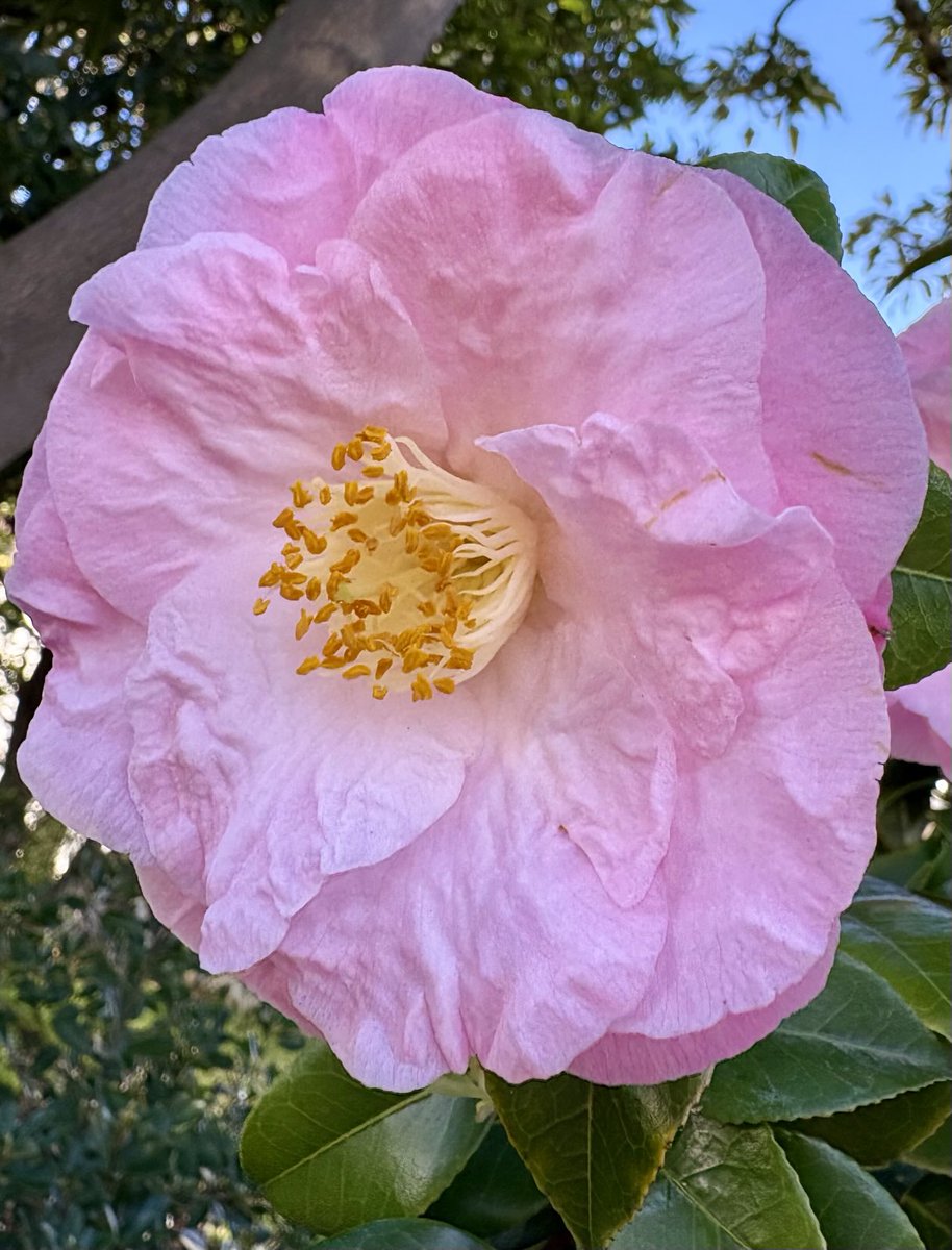 A little winter pink.