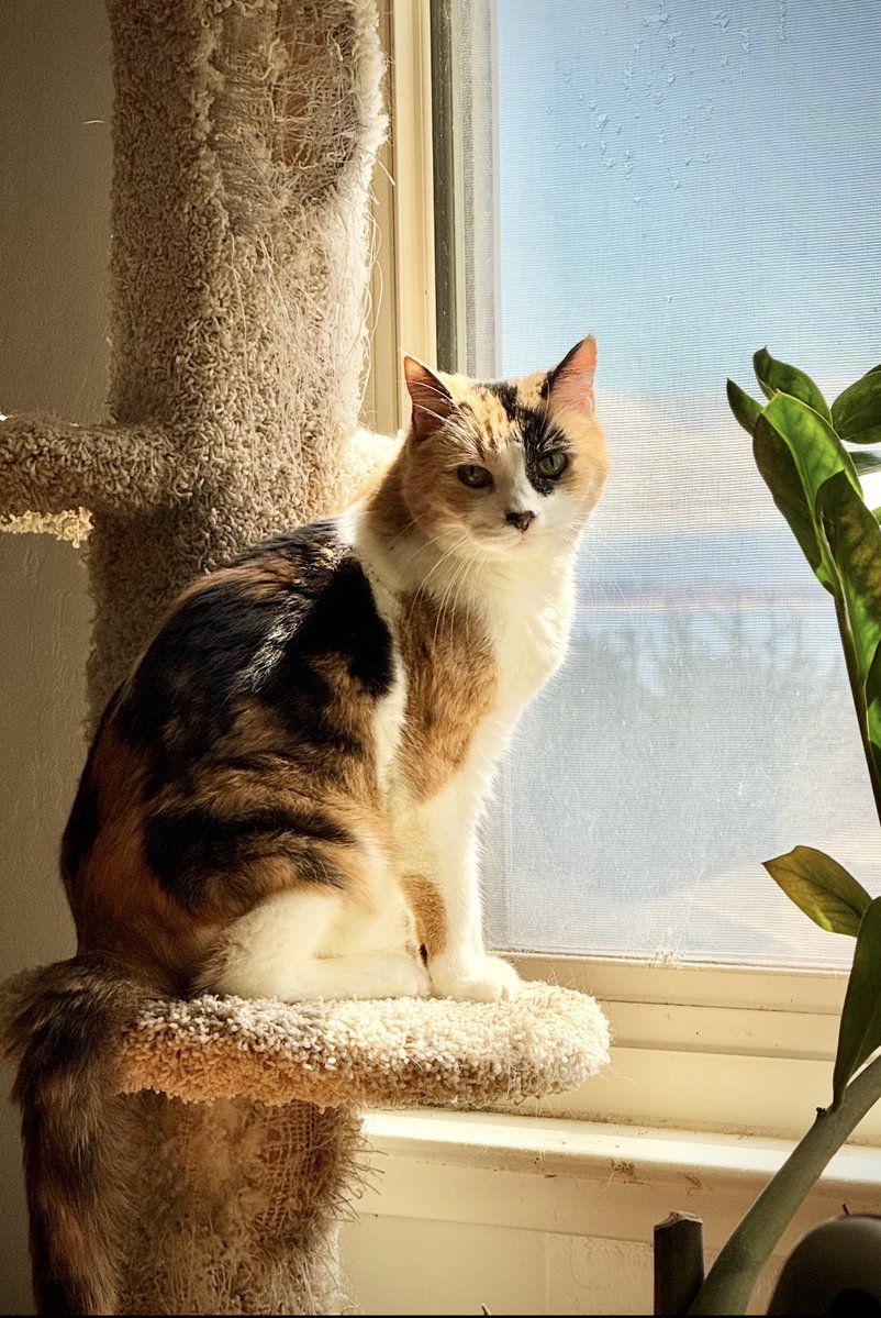 Happy 20th Birthday to my Precious and Sweetheart Cali! ❤️ Every moment spent with you is a pure joy!! 🥰🎂❤️🐾🥳 

#SuperSeniorCatsClub 
#CalicoCrew 
#BirthdayKitty 
#Rescue 🐾