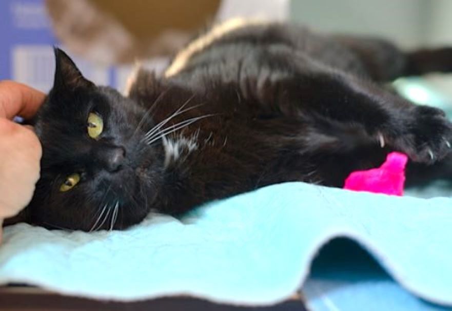 🥳RESCUED! 15YO Senior Black Kitty "NOCTURNE" Is Safe🥳
▶facebook.com/photo.php?fbid…
❤TY 4 Pledging &amp; Sharing❤
👏🏽TY ASPCA
😺The rescue does not need pledges
🙏🏽Please consider moving your pledge to NALA or MIMI
*Donations welcome
▶Website aspca.org/nyc
Click "Donate"