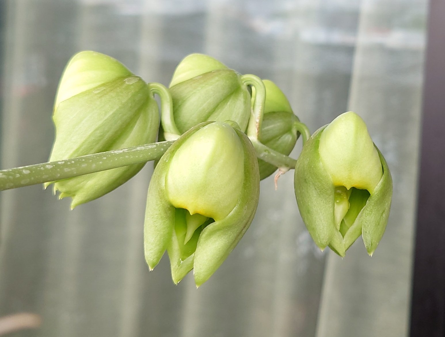 タケノコ蘭Clowesetum Penang Waltz 新芽あり カタセタム