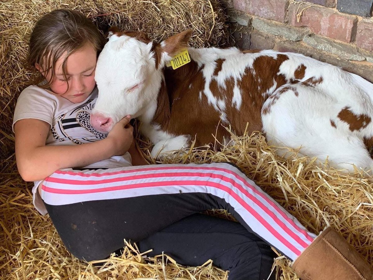 BACK BRITISH FAMILY FARMS 🇬🇧 🐮 

📸 Julie Ferguson-Read