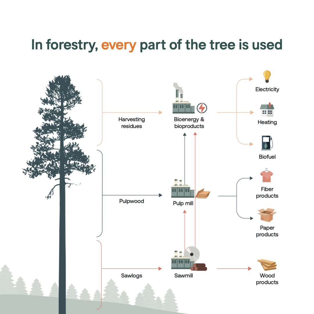 In forestry, every part of the tree is utilised, including harvesting residues and processing by-products, nothing is wasted — contributing to a renewable and fossil-free Europe 🇪🇺.

⛽️ biofuels
🔌 energy
🧻 paper products
🪵 building materials
🌱 fiber products
🔥 heating

These