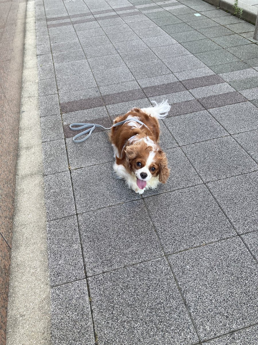 cando1998's tweet image. 夏バテを超えろう🐶