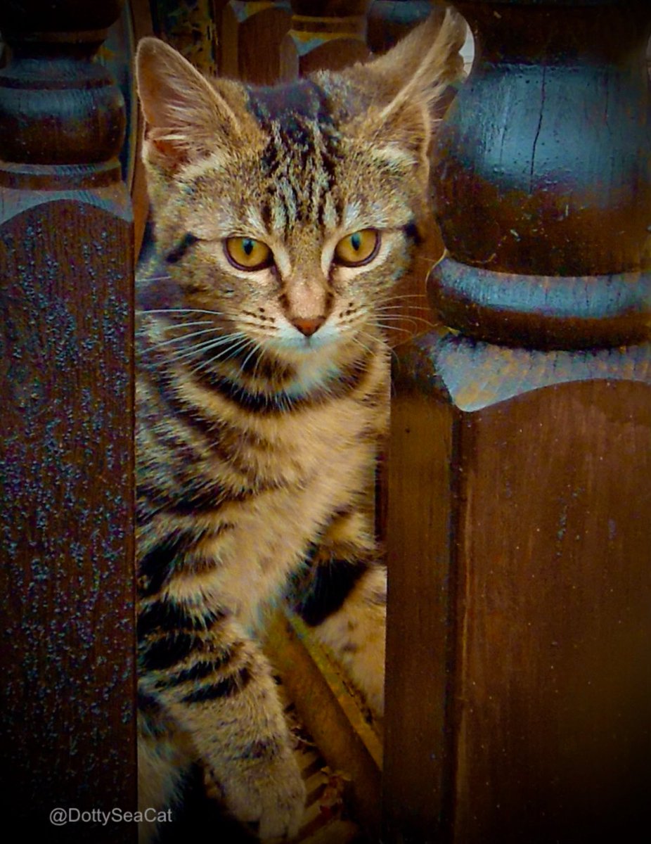 When I was a tiny pinch o’ salt, I liked to play hide and squeak with my mouse friends. #ThrowbackThursday #cats #CatsOfTwitter 🐈🐭🤗