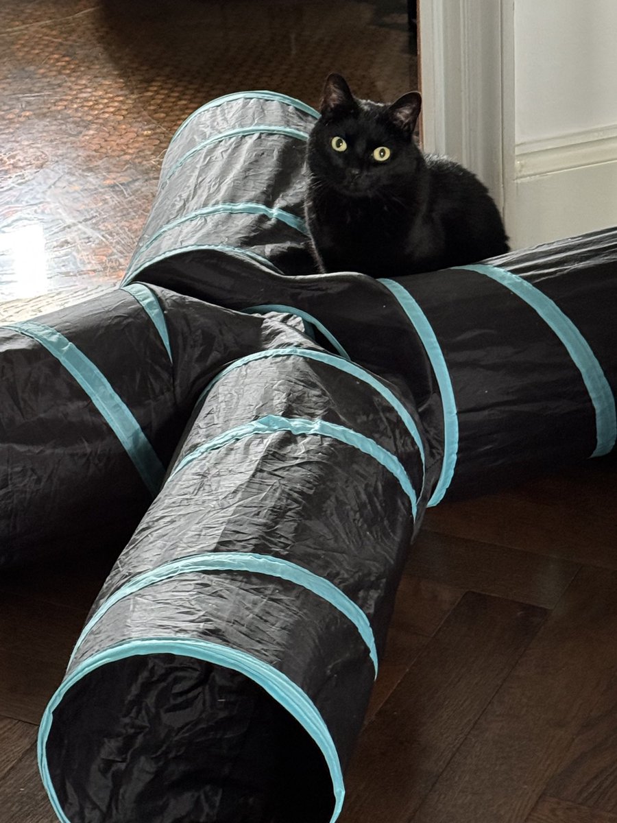 Today I shall mostly be running in and out of my tube growling, and causing mischief.