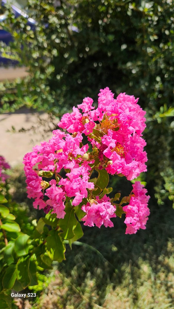 günaydın 🌸