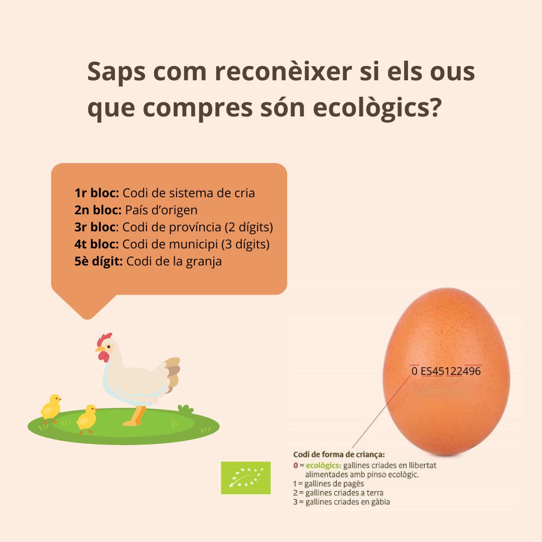 Sabries reconèixer si compres ous ecològics?
La #produccióecològica segueix unes normes molt estrictes de benestar animal. Tenint en compte la seva alimentació, el seu espai... En definitiva, els animals desenvolupen les costums naturals de l'espècie.

Així, si compres ous