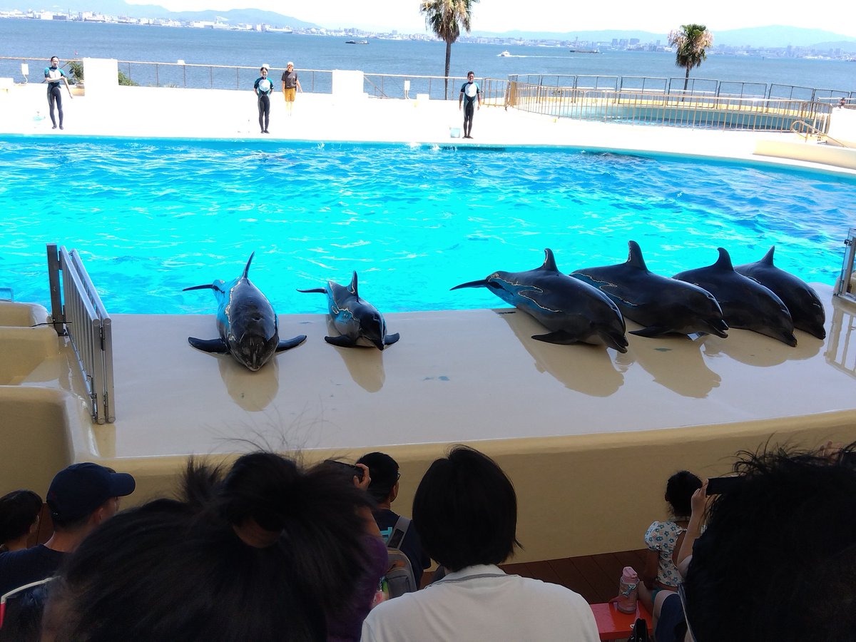 JS2NLQ's tweet image. 昨日はマリンワールド海の中道へ行ってイルカショーを見てから船で博多港へ行きました。楽しかった〜