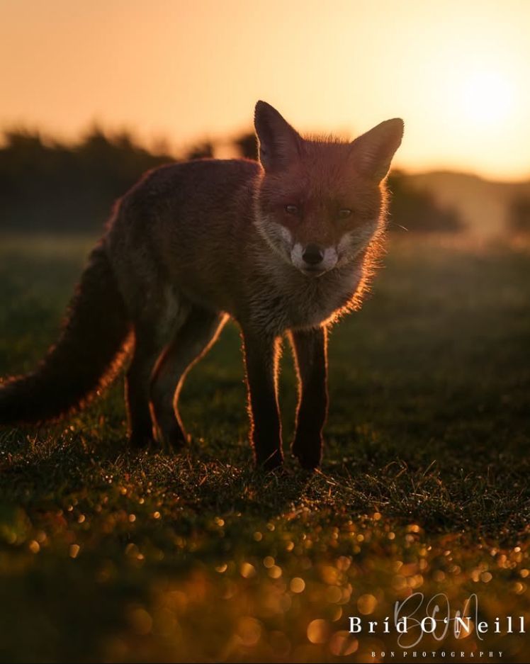 Your #FoxOfTheDay at sunset , shared by <a href="/bridoneill/">brid o neill</a> on Instagram !