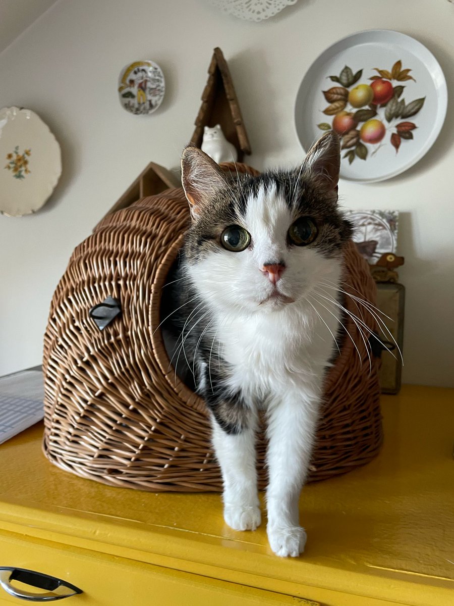 Moeilijker plaatsbare katten zoeken gouden mand (@goudenmandkat) on Twitter photo 18 Jaar en Nog Vol Liefde, wie geeft Tootsie een thuis nu haar baasje is overleden?
adopteereendier.be/katten/109970/…
Poezenopvang De Snorhaar vzw
E-mail: guilliamssarah@gmail.com
Tel: +32 472 44 47 98
Locatie: Scherpenheuvel, België
#kat #katten #seniorkat 18 Jaar en Nog Vol Liefde, wie geeft Tootsie een thuis nu haar baasje is overleden?
adopteereendier.be/katten/109970/…
Poezenopvang De Snorhaar vzw
E-mail: guilliamssarah@gmail.com
Tel: +32 472 44 47 98
Locatie: Scherpenheuvel, België
#kat #katten #seniorkat
