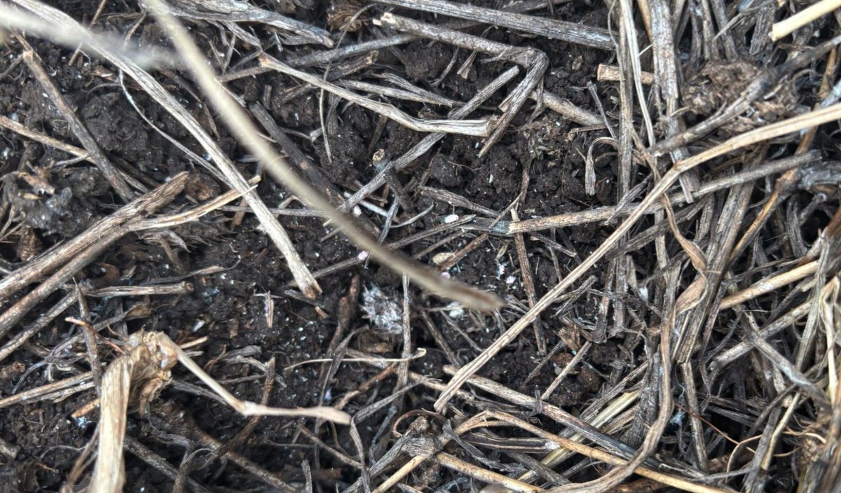FutureBeef's tweet photo. 🌾Grass might look dormant, but pasture dieback isn’t done yet. Mealybugs are hiding underground, ready to bounce back in Spring. Stay alert for thinning patches or discolouration. Early detection is key.
👉 https://t.co/rEelcMyRK6
#PastureDieback #FutureBeef #QLDAg https://t.co/4BaIi5aosi