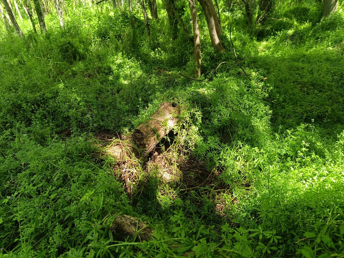 "Hay que limpiar los bosques", el mantra más repetido estos días, como si los bosques convertidos en jardines estériles no ardieran.

Los bosques necesitan sotobosque, árboles muertos, regeneración. Los bosques cuanto más caóticos y diversos, más vivos y resilientes son