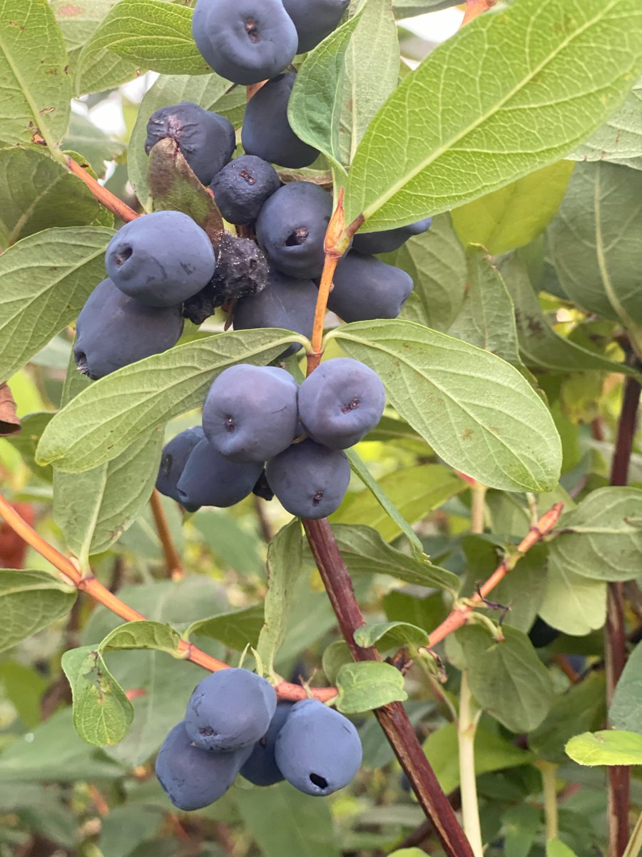 SaosSupply's tweet image. Supporting Scottish Growers
1/4 🍇 Scottish #Honeyberries Ltd is the UK’s first co-op dedicated to growing &amp;amp; marketing honeyberries, a climate-resilient, nutrient-rich fruit with real commercial potential. Versatile in the kitchen &amp;amp; great for biodiversity on farm #ScottishFarming