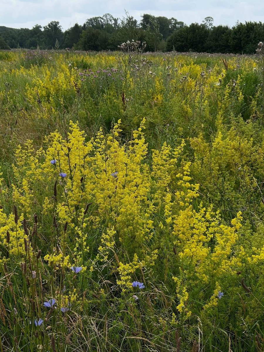 Yellow seer...🌼🌼🌼 also called the beststraw of the virgin Mary...a sweet and spicy