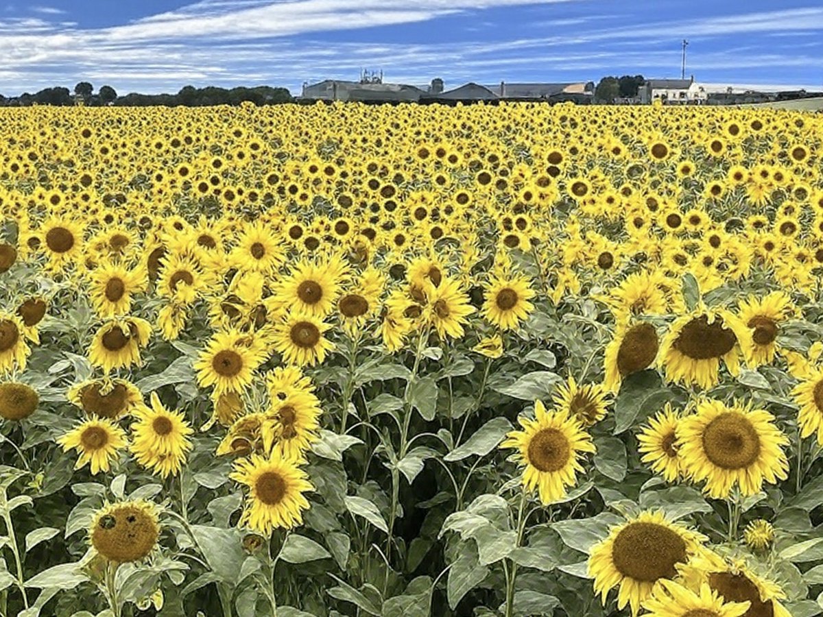 Wishing you a happy Thursday from Great Ayton, North Yorkshire 🌻