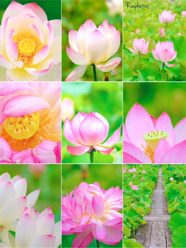 ɢ०ᵒᒄ ʍᵒ~ʳᐢⁱᐢᵍ･*:⋆゜
おはこんにちは👒*･

𖡼.𖤣𖥧𖡼.𓇥 ֒𖡼.𖤣𖥧

7月の蓮𓂂𓏲𓆸܀

夏の陽射し
キラキラと  
7月の風 
そっと
頬を撫でる

青い空に 
雲の笑顔  
ありがとう
君がそこにいて
くれるから
❁⃘*.ﾟ

🌸🍃ꔛꕤ

ღ Haνҽ ª ɢ♡♡Ð ɗaγ ღ٭:.*ஐೄ🌿✨☕♡𖧷𓍯 𓈒𓂂