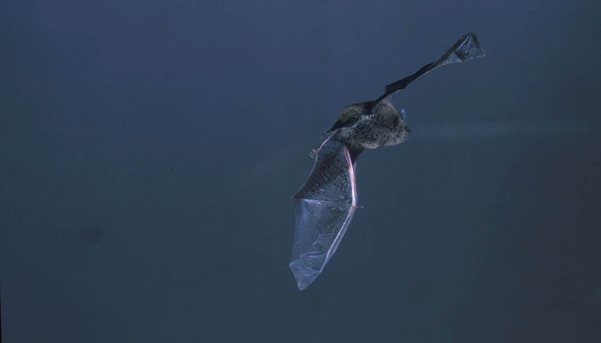 LaonTourisme's tweet photo. 🦇 Passez en mode avion 📴 le 29/08 prochain et venez profiter d'une soirée d'observation des chauves-souris avec le @CENHDF ❗️
🆓 C'est gratuit et sur inscription ici https://t.co/M7yDra2yAP

#PaysdeLaon #Aisne #hautsdefrance #picardie #Mâchecourt
#sortienature #chiroptères https://t.co/RH76FayqKb