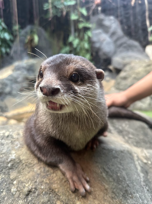 $DEGEN the Otter tweet media