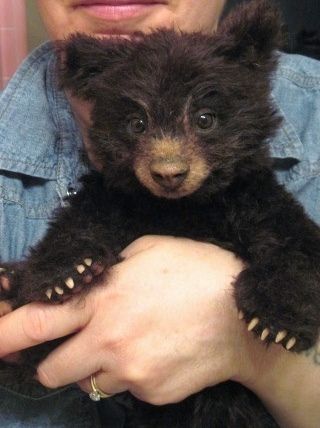 🐻 Bears Daily 🐻 (@bearsdaily_) on Twitter photo 