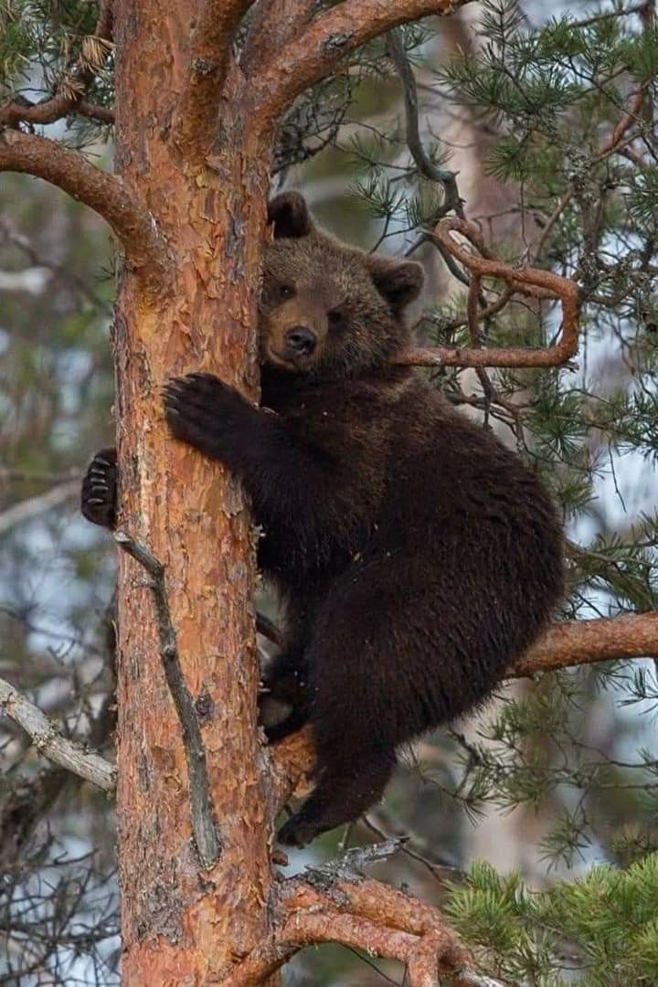 🐻 Bears Daily 🐻 (@bearsdaily_) on Twitter photo 