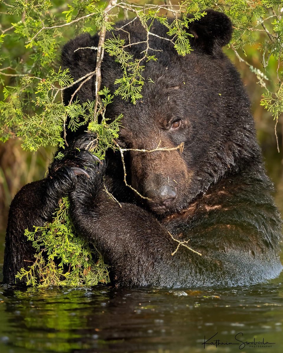 🐻 Bears Daily 🐻 (@bearsdaily_) on Twitter photo 