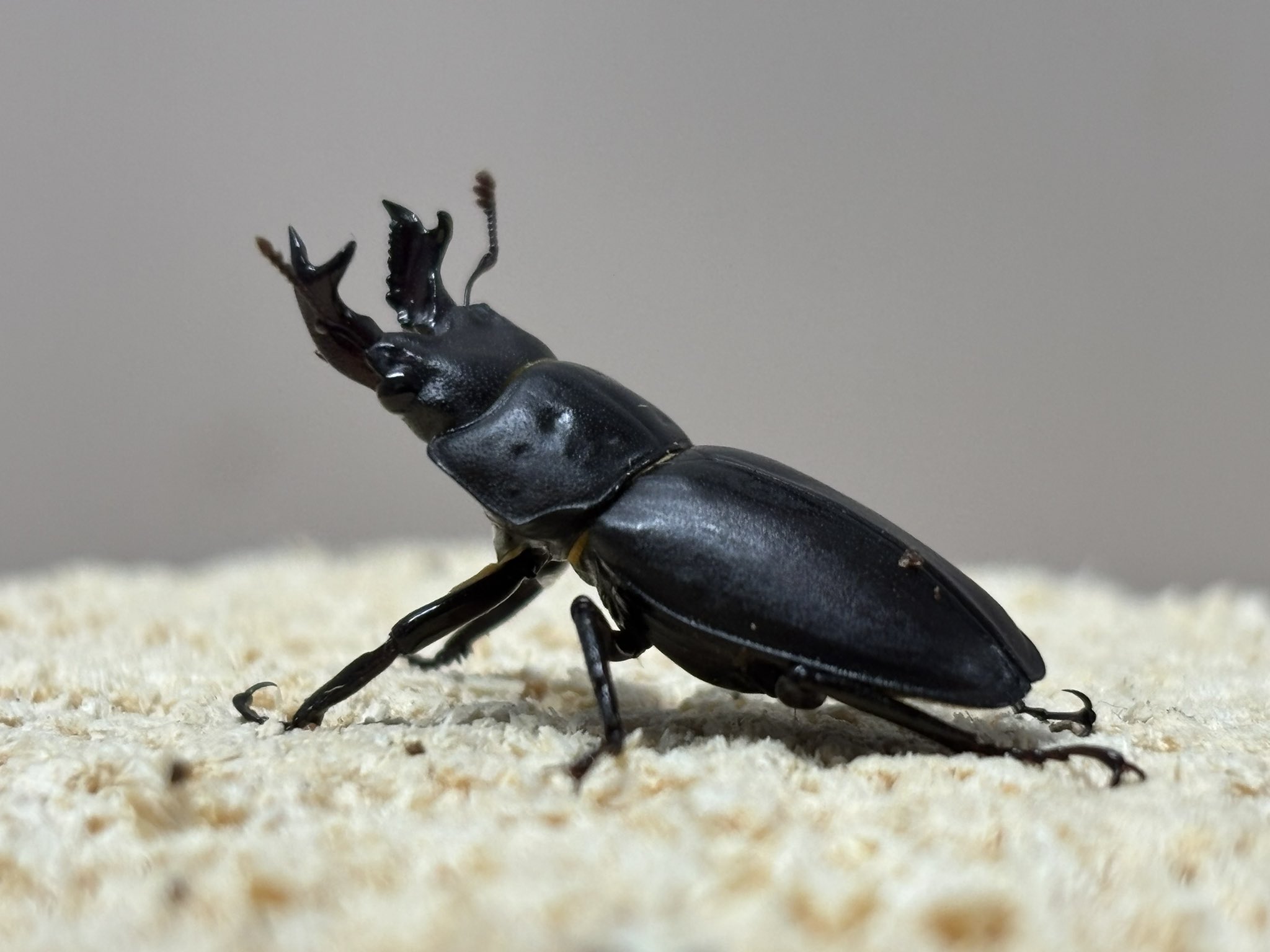 本物保証，お得 【種親WD特大】自己採集血統 国産 北海道産 オオクワガタ 2