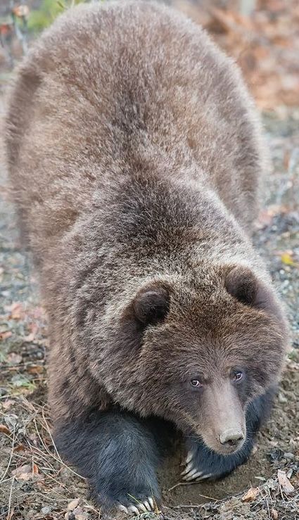 🐻 Bears Daily 🐻 (@bearsdaily_) on Twitter photo 